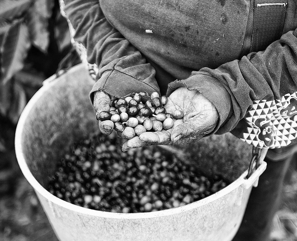 Black-and-white close view of a picker's hands tipping coffee cherries into a white bucket already half full
