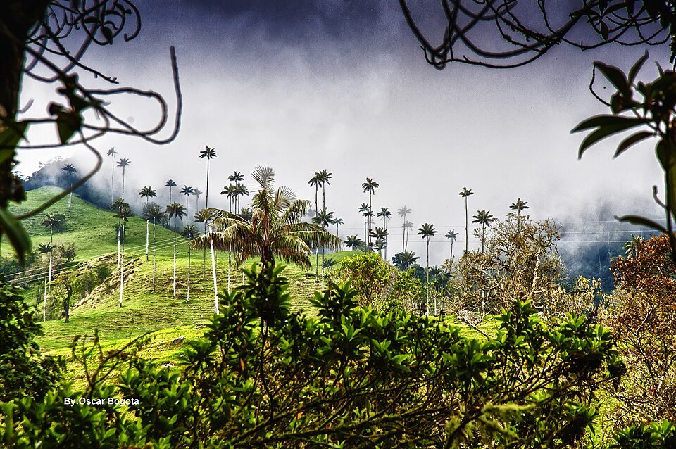 Tall, thin wax palms scattered across steep green pasture, with cloud on the ridge behind