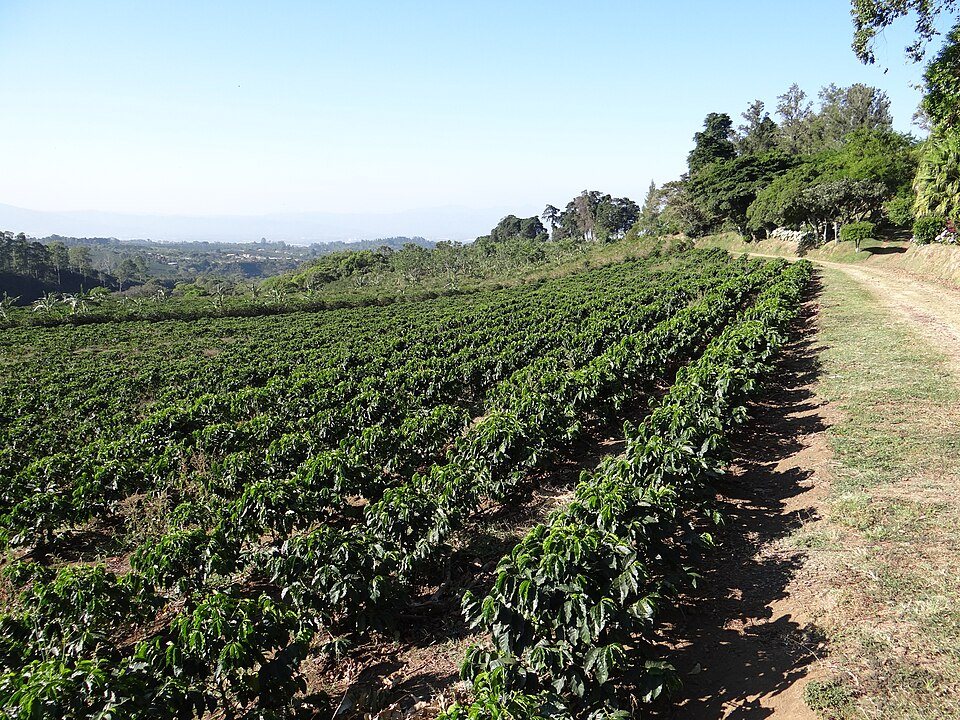 Straight rows of coffee bushes running down a slope beside a farm track, with a plain and hills in the distance