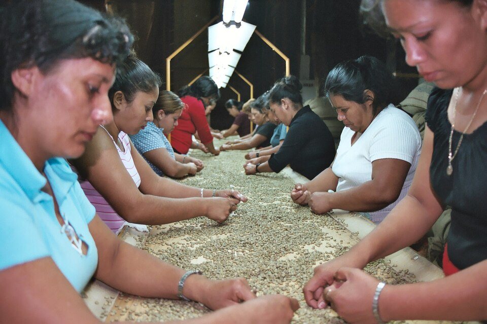 Women seated along both sides of a long table sorting green coffee beans by hand
