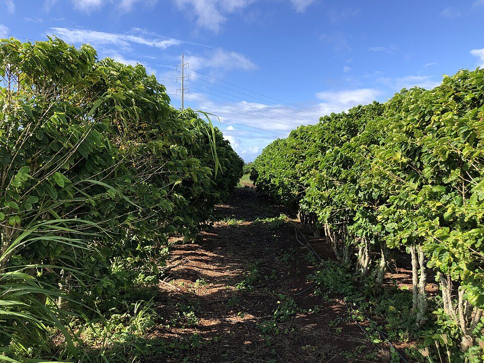 A dirt track between two long hedges of coffee bushes under a blue sky