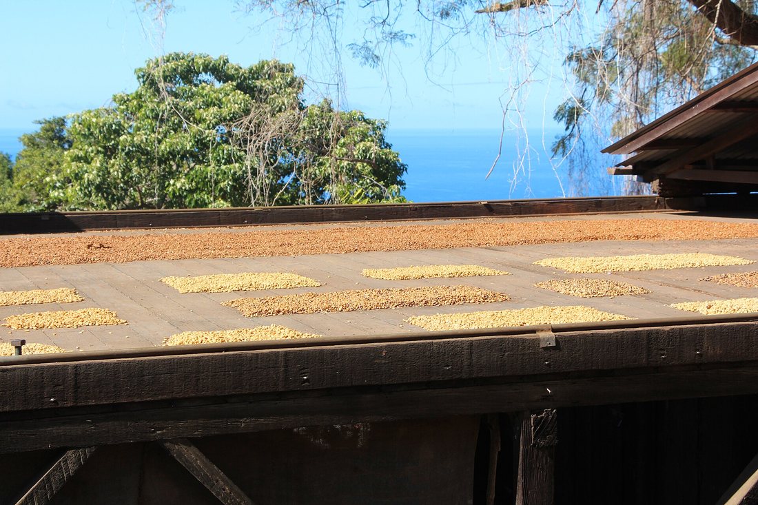 A roll-roof hoshidana drying deck in Kona, Hawaii, with rectangles of coffee spread on it and the ocean beyond
