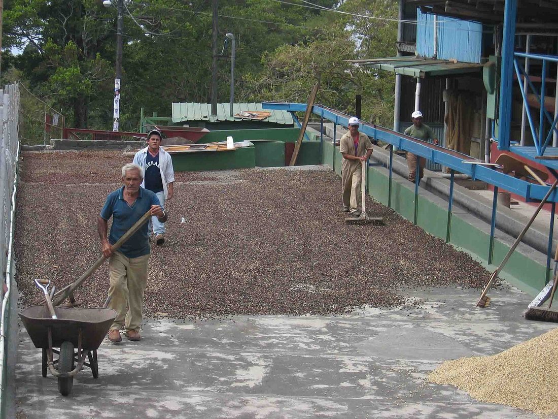 Workers raking and wheeling coffee across a concrete drying patio beside a mill near Boquete, Panama