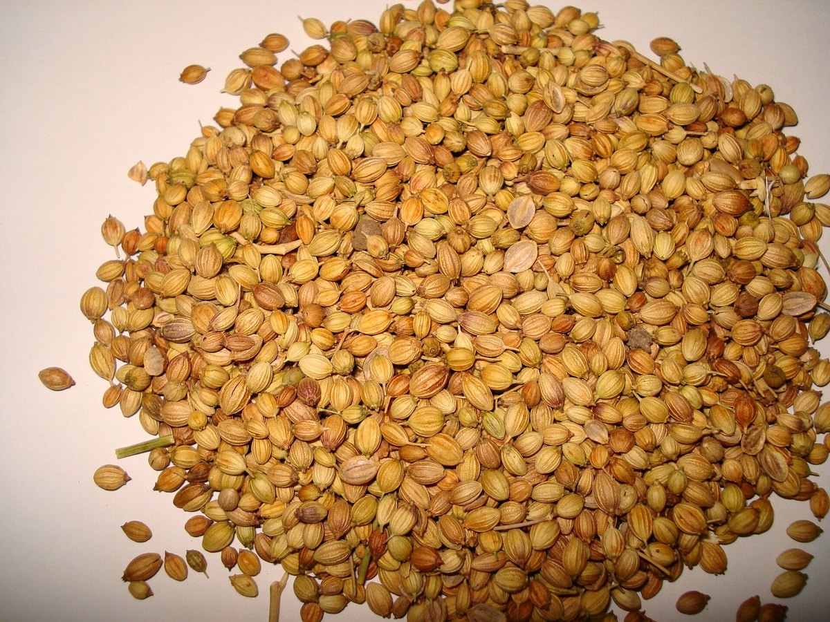 Whole coriander seed — the bulk spice, and the largest single item in the 1895 Madras blend by a factor of three