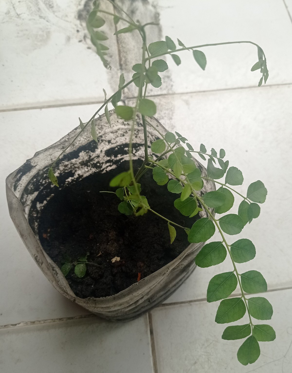 A young curry tree, Murraya koenigii, in a pot — a citrus-family plant, and nothing to do with curry powder