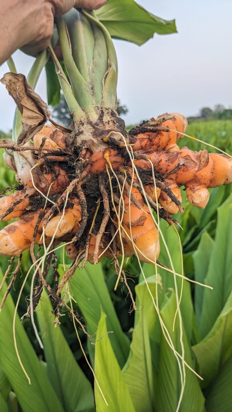 Freshly lifted turmeric rhizomes still attached to the plant — the source of the stain and of the colour