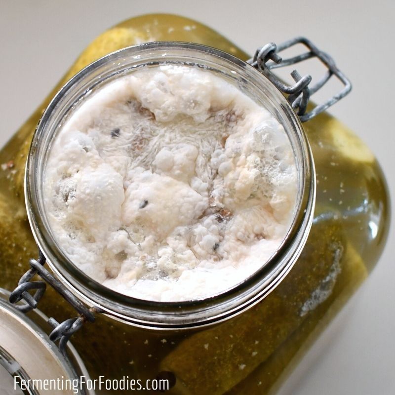 A film on the surface of a ferment. Telling kahm yeast from mold is the first thing this page teaches
