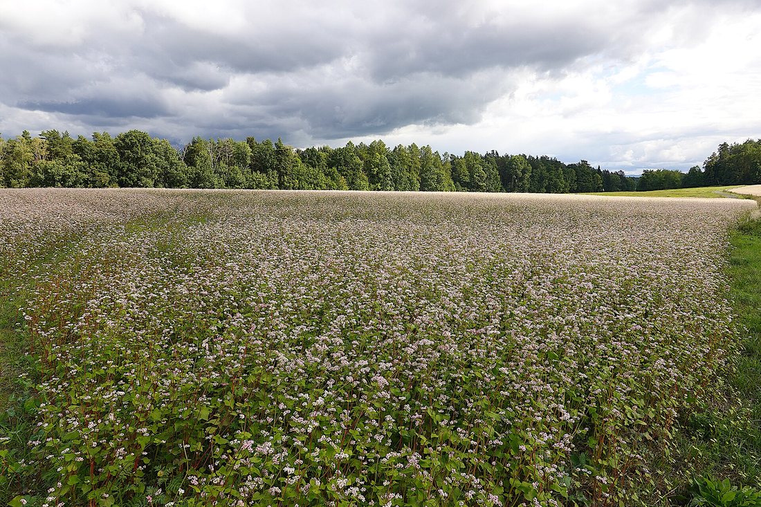 A field of flowering buckwheat with white and pink blossom, forest edge behind