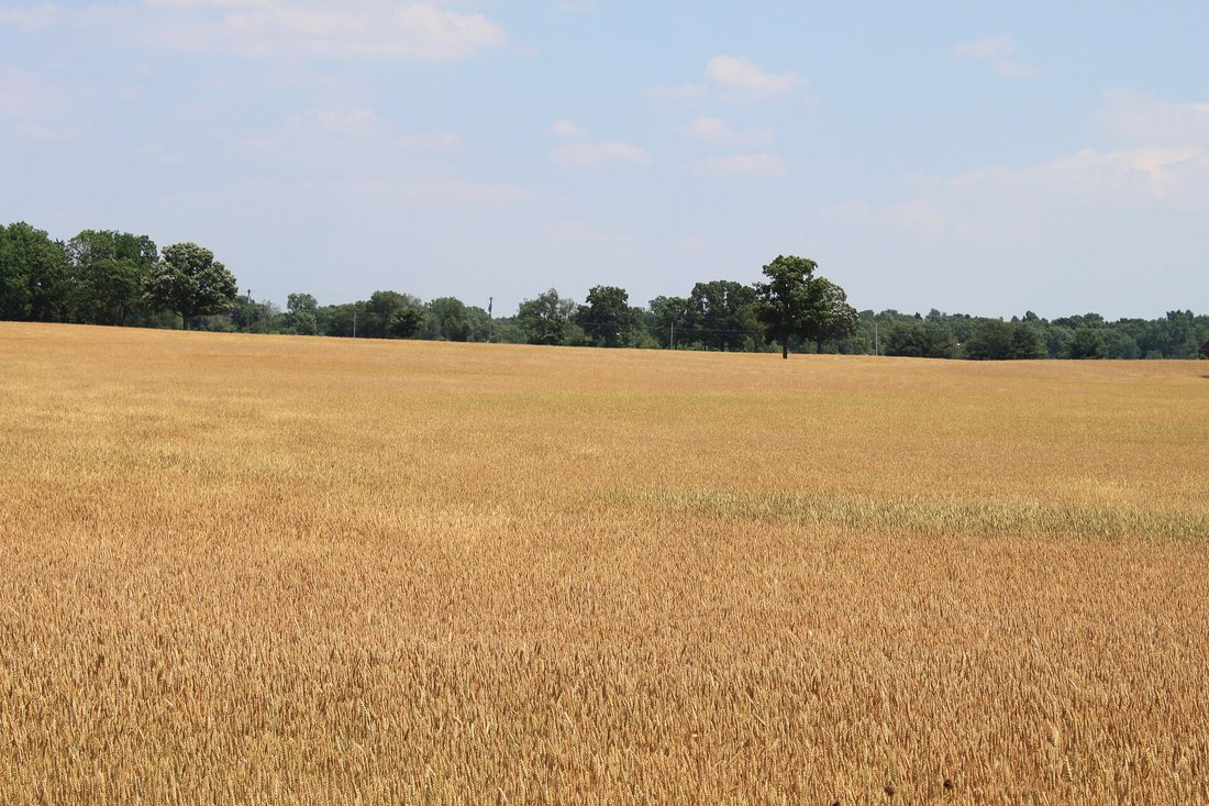 A ripe golden wheat field in Saline Township, Washtenaw County, Michigan, with a treeline behind