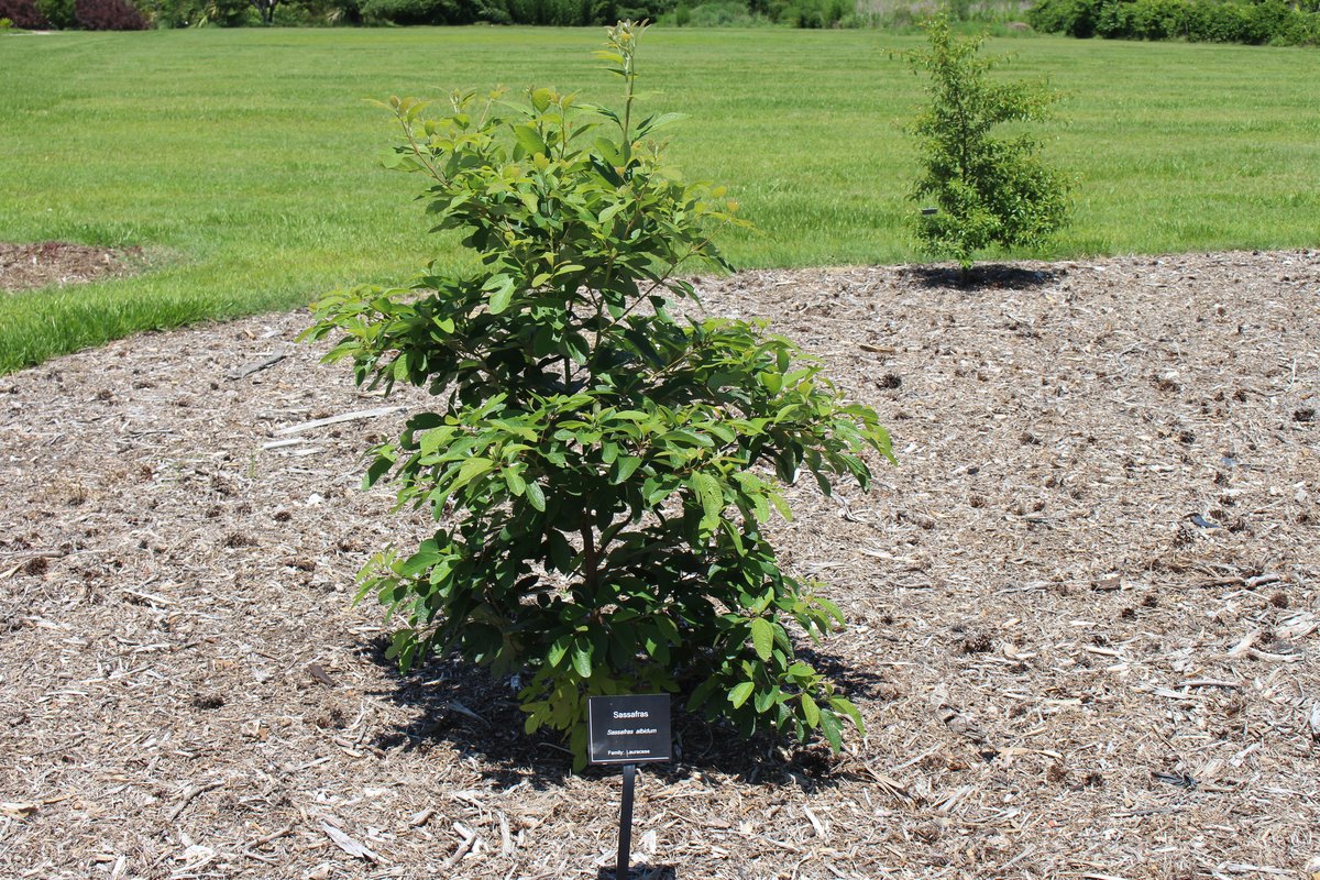 A sassafras tree — the whole plant filé comes from, and the only ingredient in the trio that nobody farms