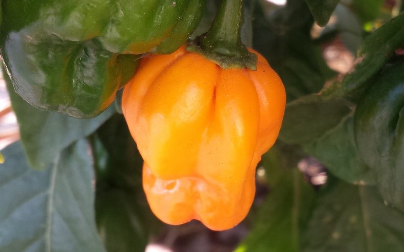 The Pepper