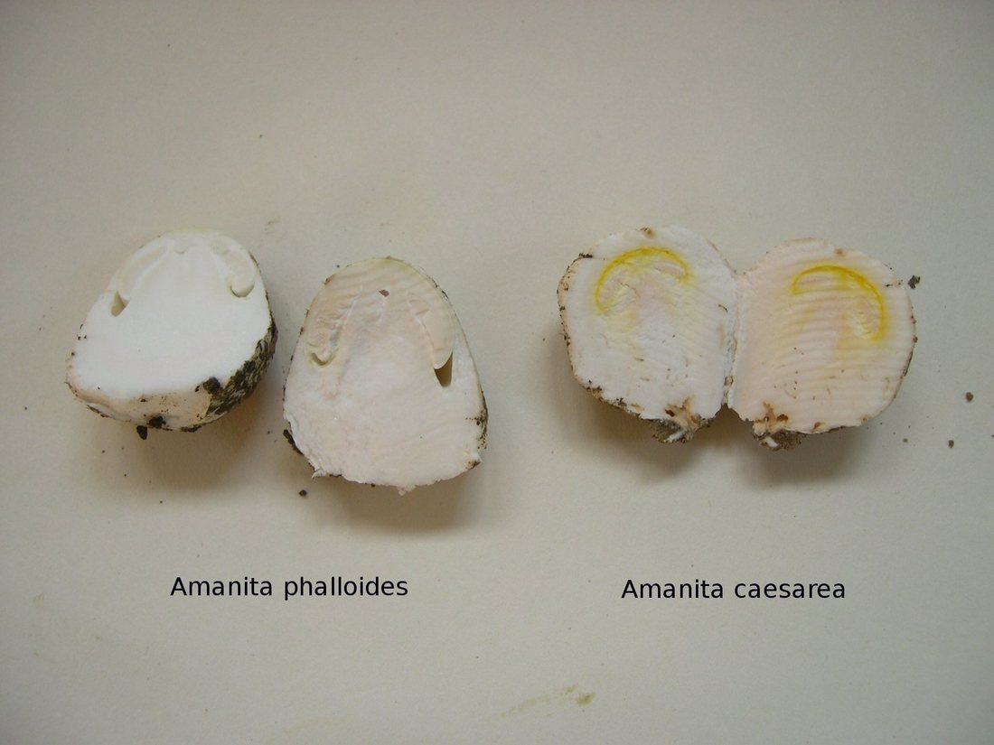Two young Amanita eggs cut lengthwise and labelled: a death cap on the left and a Caesar's mushroom on the right, each showing the outline of a cap and stem inside