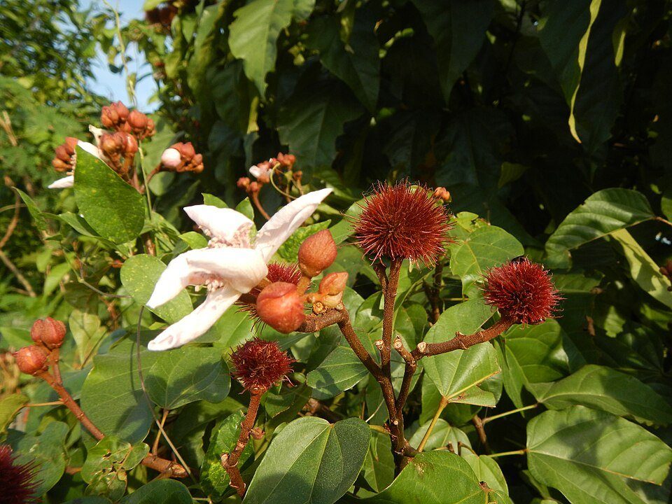 Annatto — Out of the container