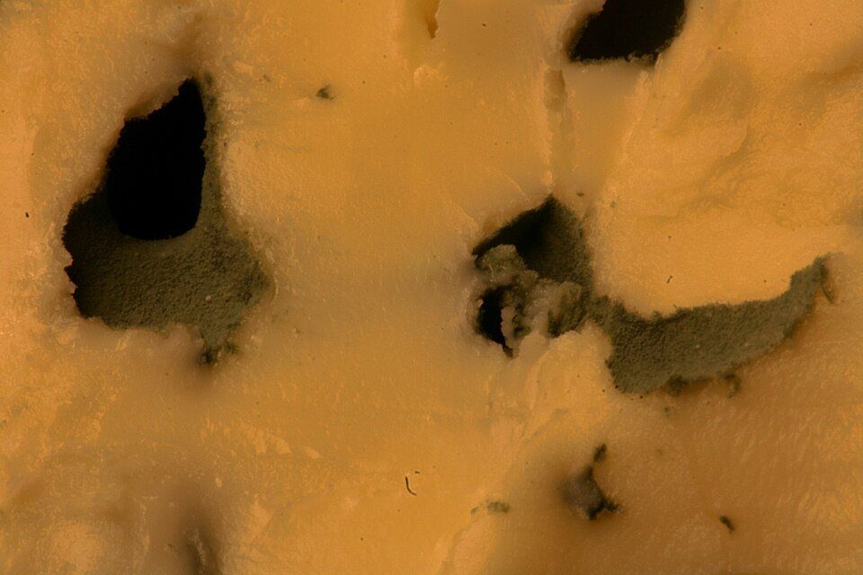 Cheese Rind Cultures — Out of the container