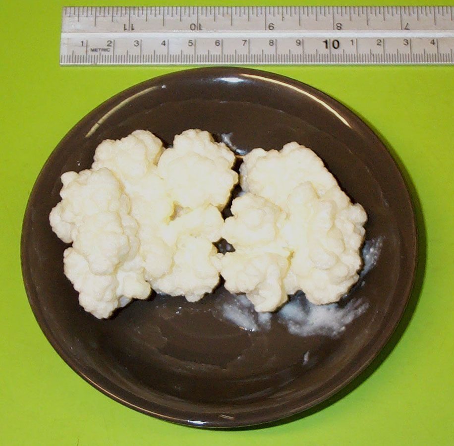 Milk Kefir