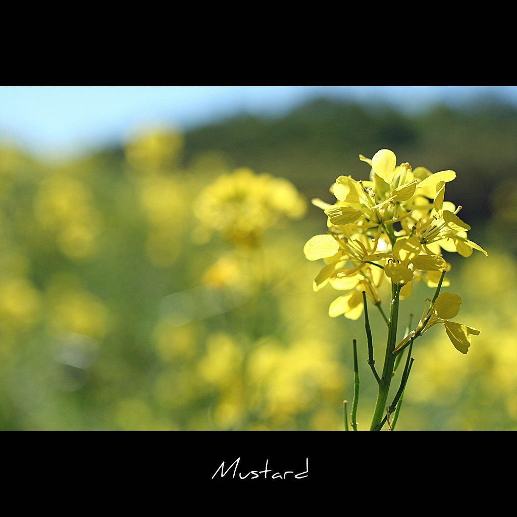 Mustard — How it's sold