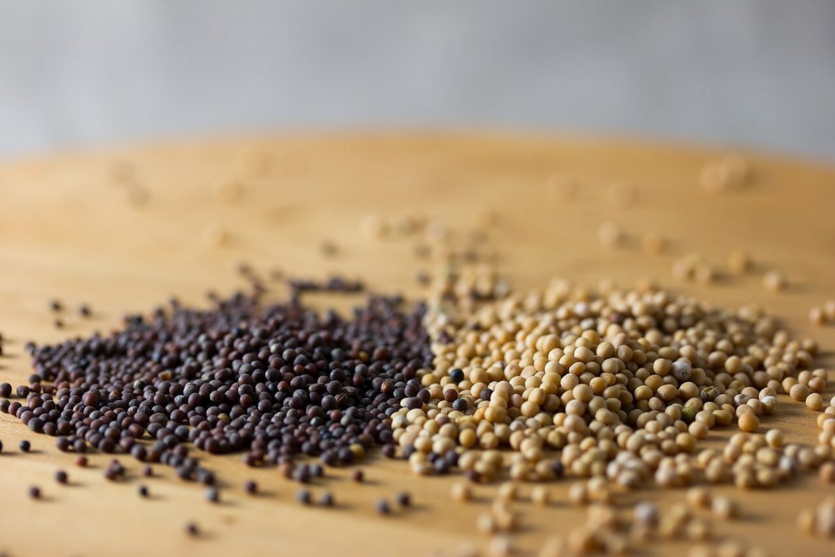 Mustard — Out of the container