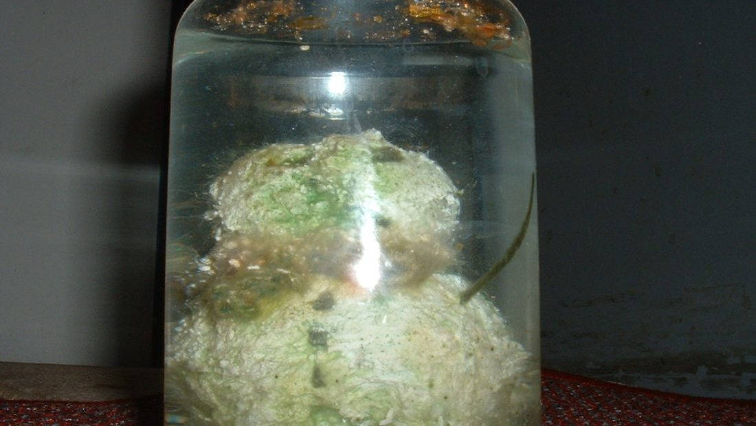 Jars of home-pickled vegetables — cucumbers, red onions, and giardiniera — in bright vinegar brine on a kitchen shelf