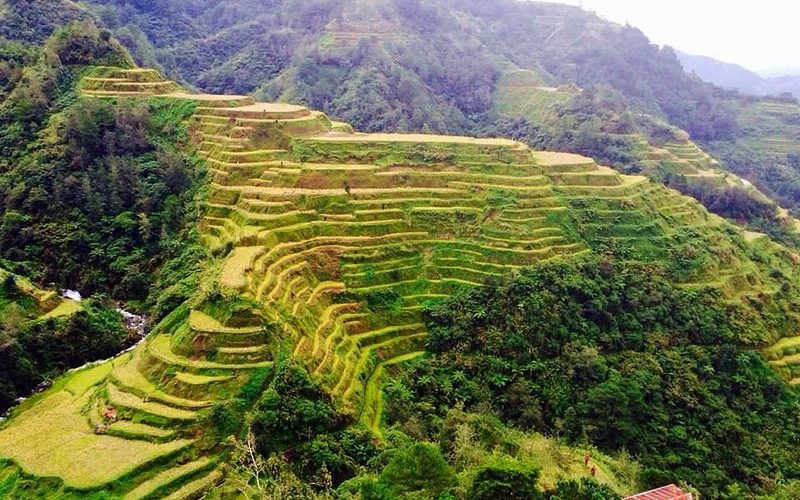 How Rice Is Grown