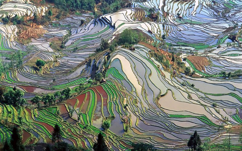 The History of Rice