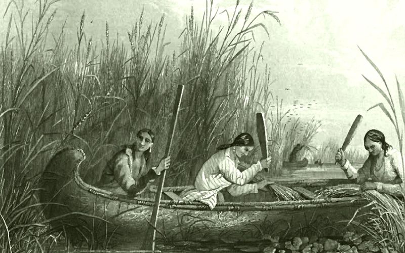 Why Wild Rice Isn't Rice