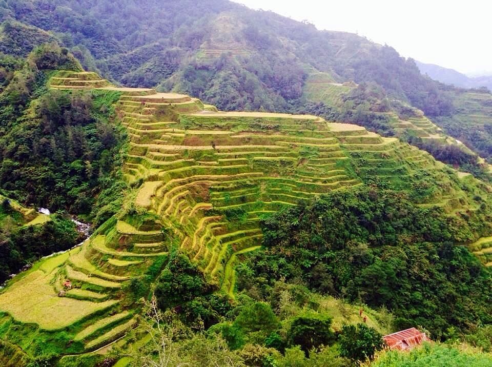 Flooded rice paddy terraces stepping down a green mountainside in Yunnan, China, the water catching the sky
