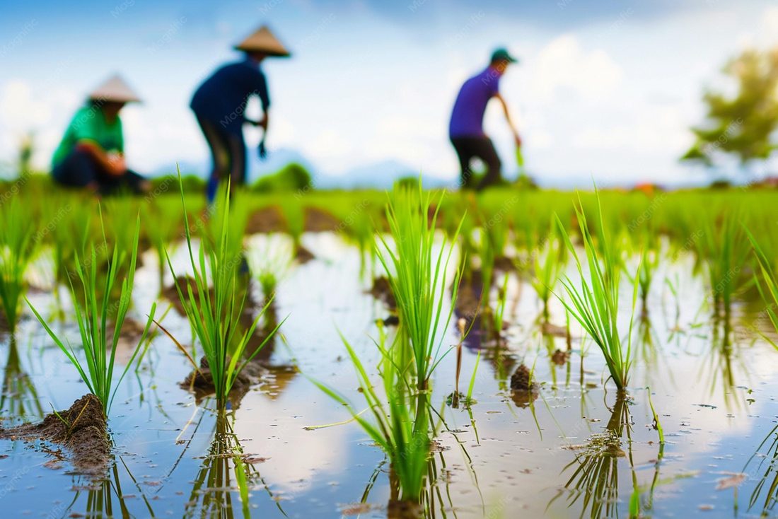 A rice farmer wading through a bright-green flooded paddy of modern semi-dwarf rice, stalks heavy with grain