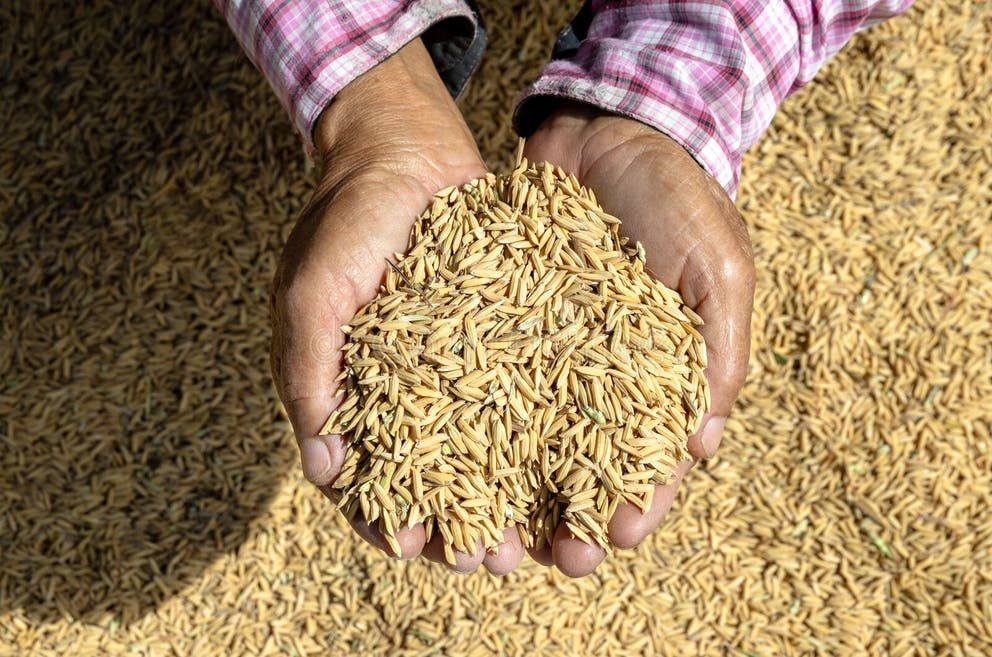A hand cupping a small pile of unmilled rough rice grains, golden husks still on, over a woven basket