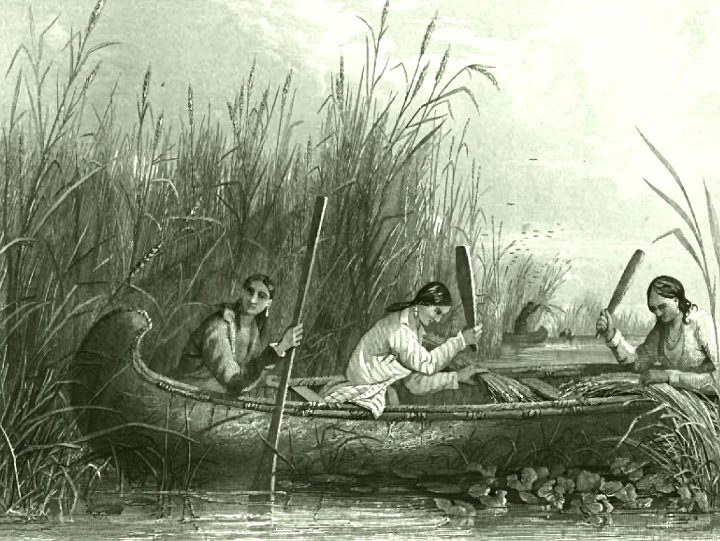 An Ojibwe-style canoe in a wild rice bed, one person poling while the other uses wooden knocking sticks to bend the stalks and tap grain into the boat