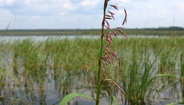 Tall wild rice plants standing several feet above the surface of a shallow northern lake, seed heads heavy at the top