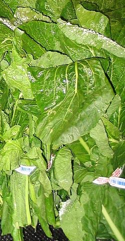 A pot of collard greens