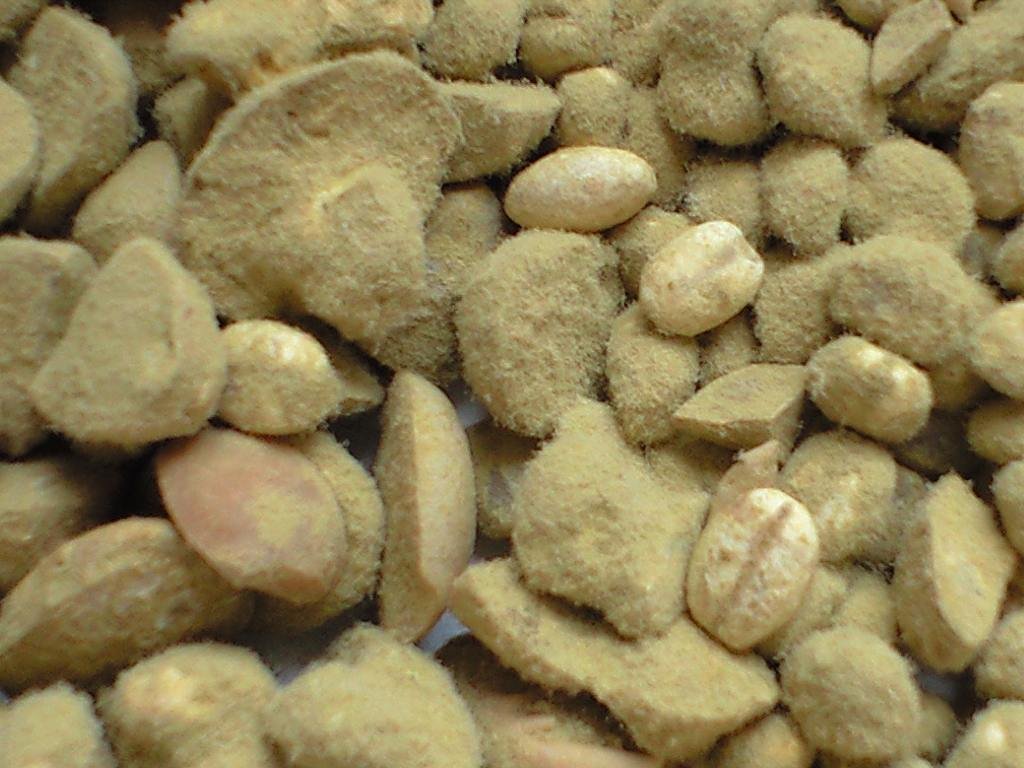 Soy sauce koji: steamed soybeans and cracked roasted wheat furred over with pale yellow-green mould