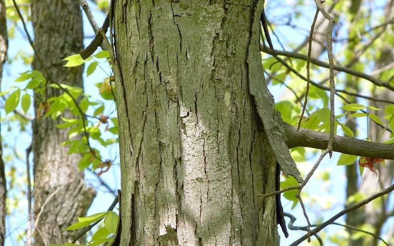 Hickory