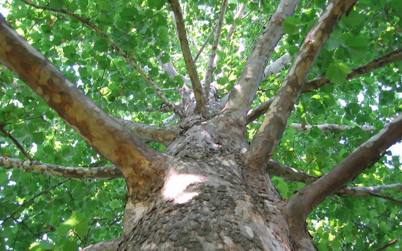 American Sycamore