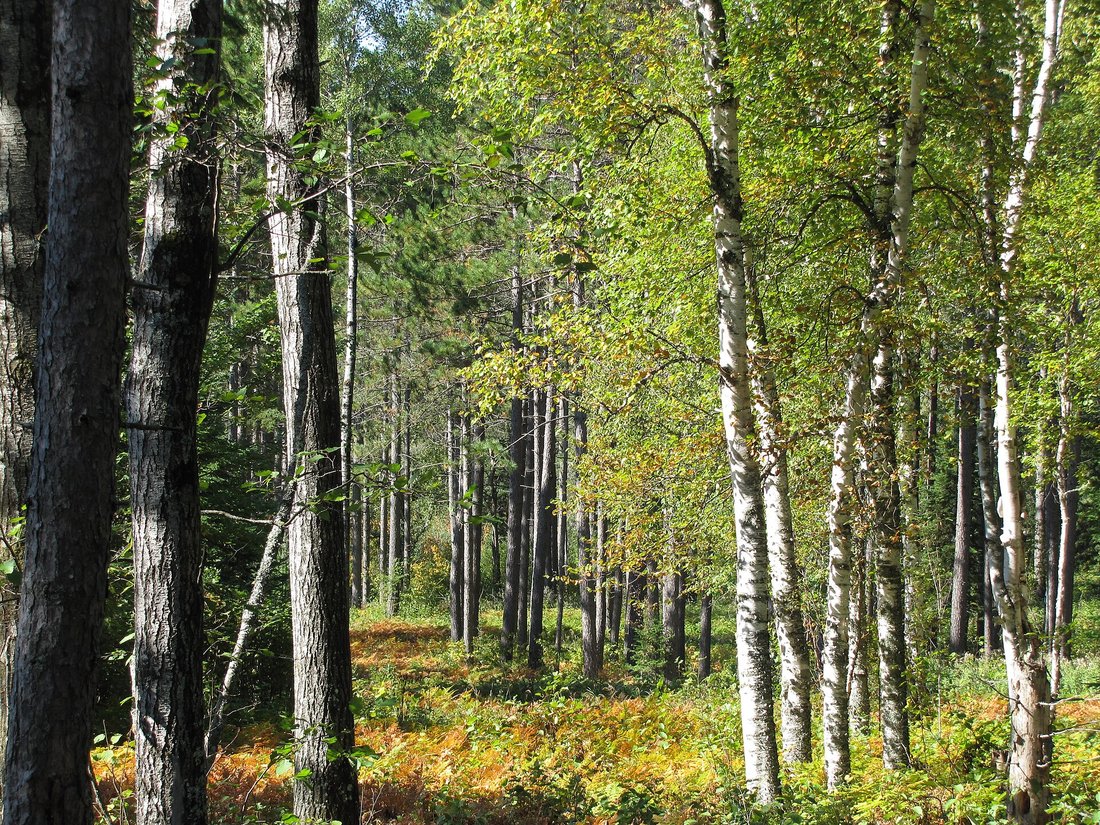 A stand of paper birch mixed into darker conifers and hardwoods, the chalk-white trunks standing out sharply against the surrounding bark