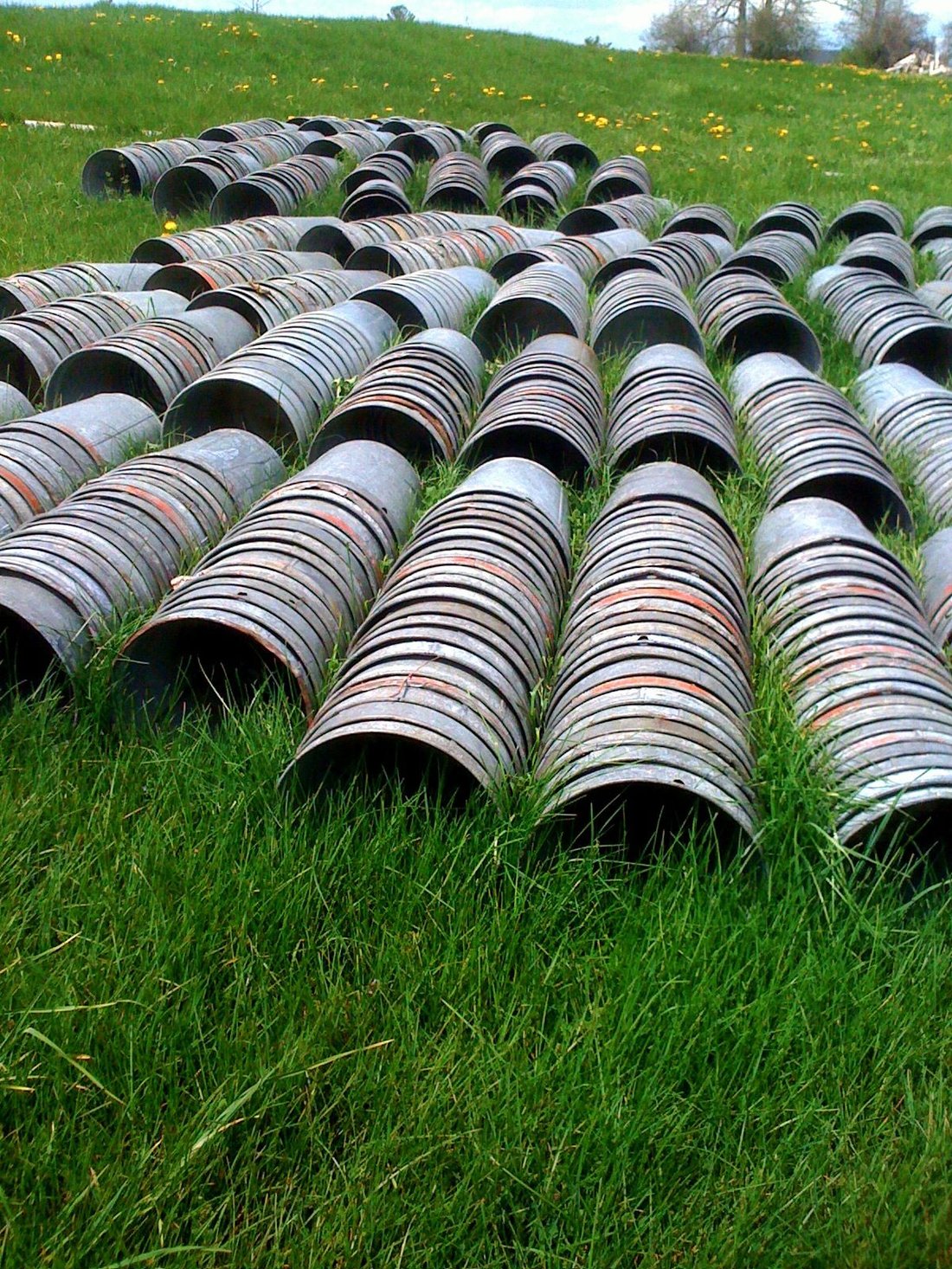 Rows of maple sap buckets turned upside down to dry in a field after the season, dozens of them lined up in the grass