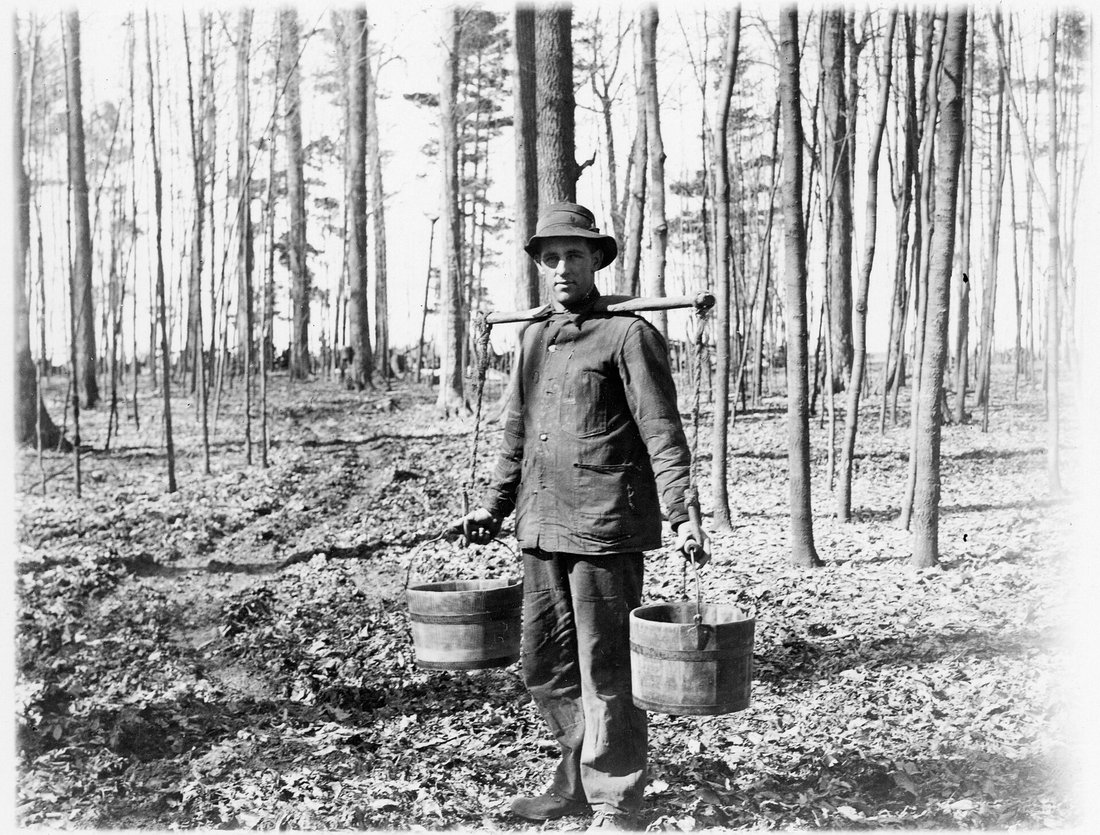 A sugarmaker carrying two wooden sap buckets on a shoulder yoke through bare woods, early 1900s — the gathering method that a mile of tubing replaced