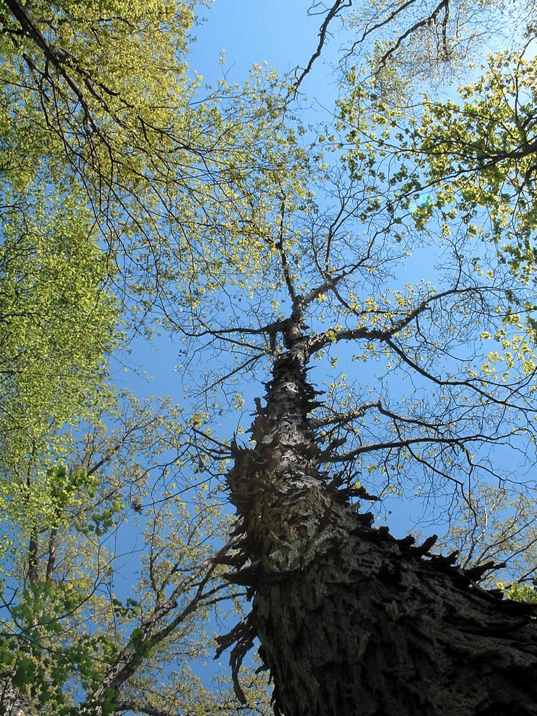 Looking up the trunk of a mature shagbark hickory — long grey bark plates curling away from the tree at top and bottom, standing off it in shaggy strips, against a blue sky