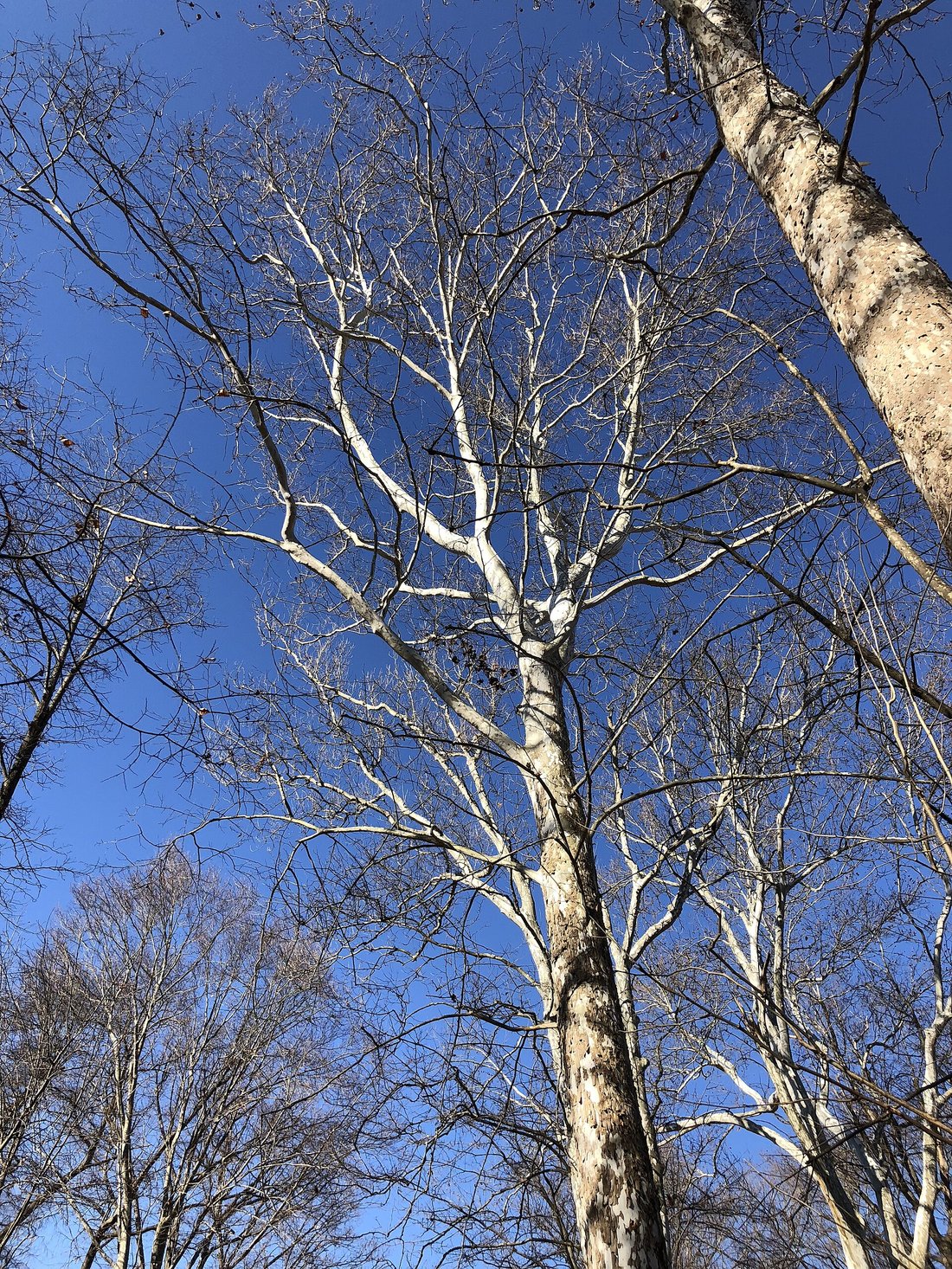 American sycamores in early winter, seen from below — the trunks mottled in irregular plates of white, cream and tan where the bark has flaked away, and the bare upper limbs almost bone-white against a deep blue sky