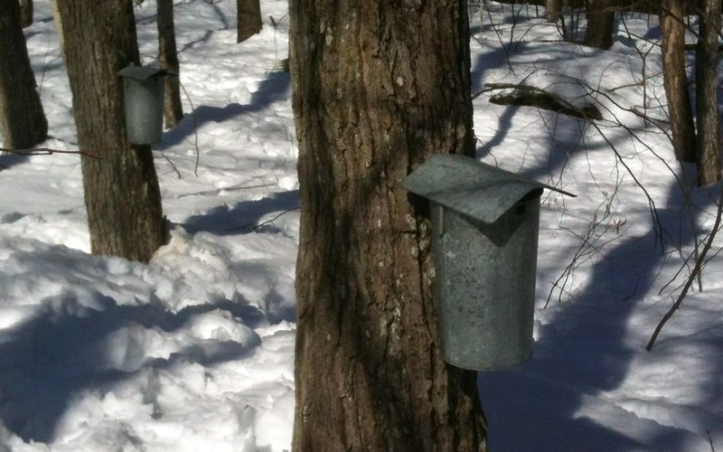 Covered galvanized sap buckets hanging on spiles driven into maple trunks in a snowy woodlot
