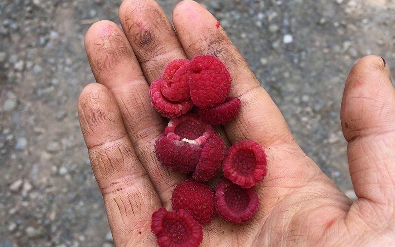 Thimbleberries & the Wild Larder