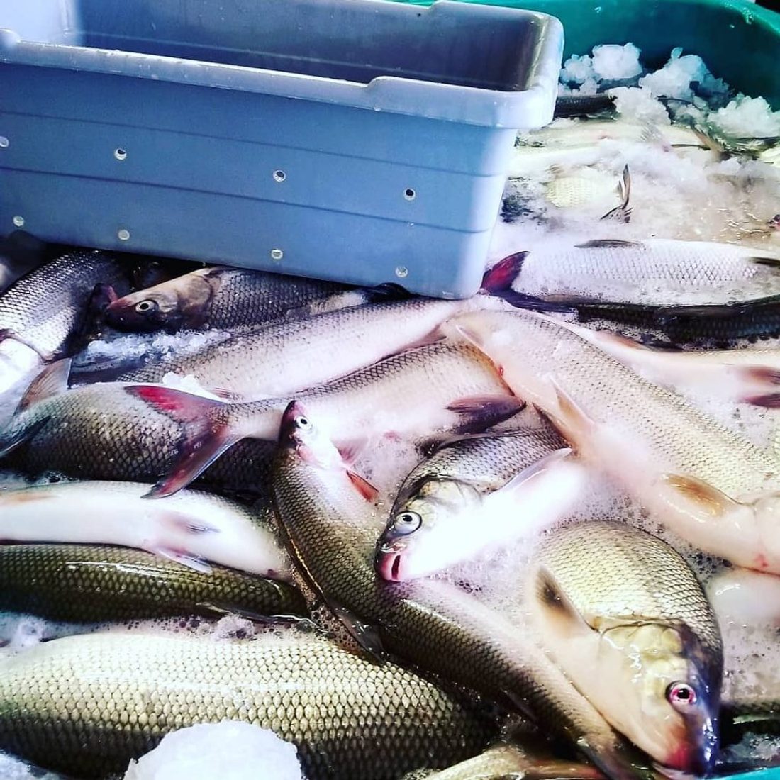 Fresh Great Lakes whitefish on ice at a lakeside fish house